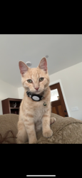 Lost Male Cat last seen Olive and Belmont , San Bernardino, CA 92407
