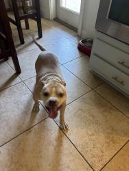 Reunited Female Dog last seen Gerona & Brougham, Jacksonville, FL 32246