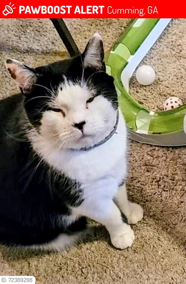 Lost Female Cat last seen Adair Boulevard in the Adair park neighborhood Redfin  Sawnee Road / Sawnee Drive, , Cumming, GA 30040
