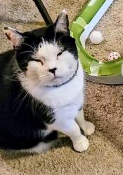 Lost Female Cat last seen Adair Boulevard in the Adair park neighborhood Redfin  Sawnee Road / Sawnee Drive, , Cumming, GA 30040