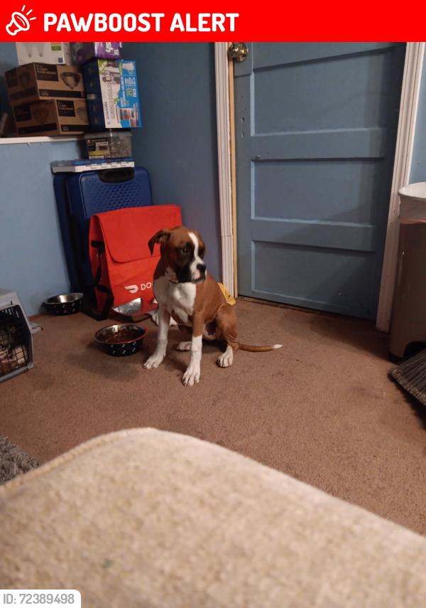 Lost Female Dog last seen Thomas Drive , Panama City Beach, FL 32408