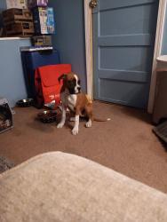Lost Female Dog last seen Thomas Drive , Panama City Beach, FL 32408