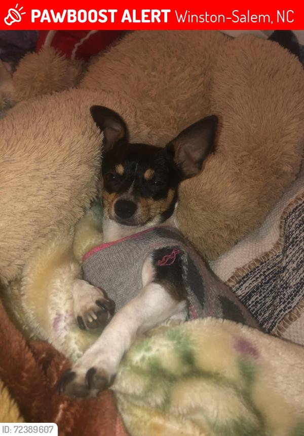 Lost Female Dog last seen  E 17th Street Winston Salem , Winston-Salem, NC 27105