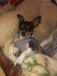 Lost Female Dog last seen  E 17th Street Winston Salem , Winston-Salem, NC 27105