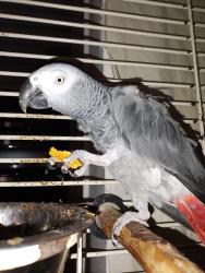 Lost Female Bird last seen Beachfront Cove st, San Diego, CA 92154