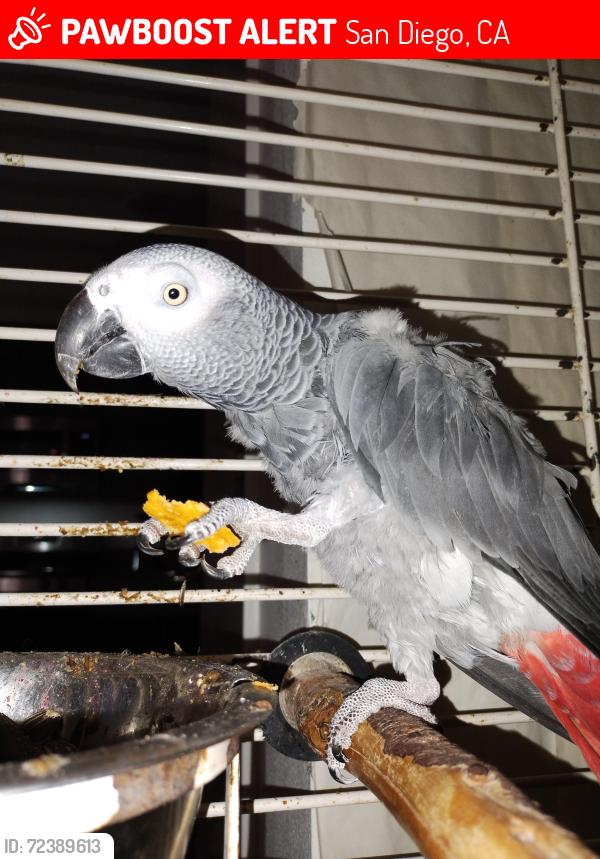 Lost Female Bird last seen Beachfront Cove st, San Diego, CA 92154