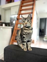 Lost Female Cat last seen eolus avenue and Hymettus in Leucadia, Encinitas, CA 92024