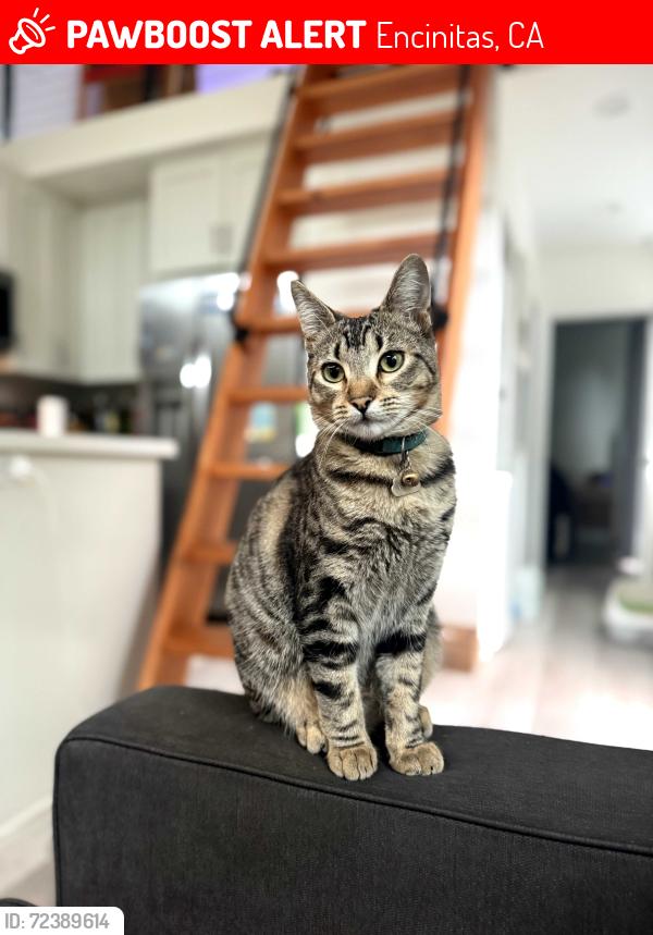 Lost Female Cat last seen eolus avenue and Hymettus in Leucadia, Encinitas, CA 92024