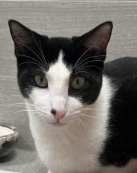 Lost Female Cat last seen Hillcrest and Campbell , Dallas, TX 75248
