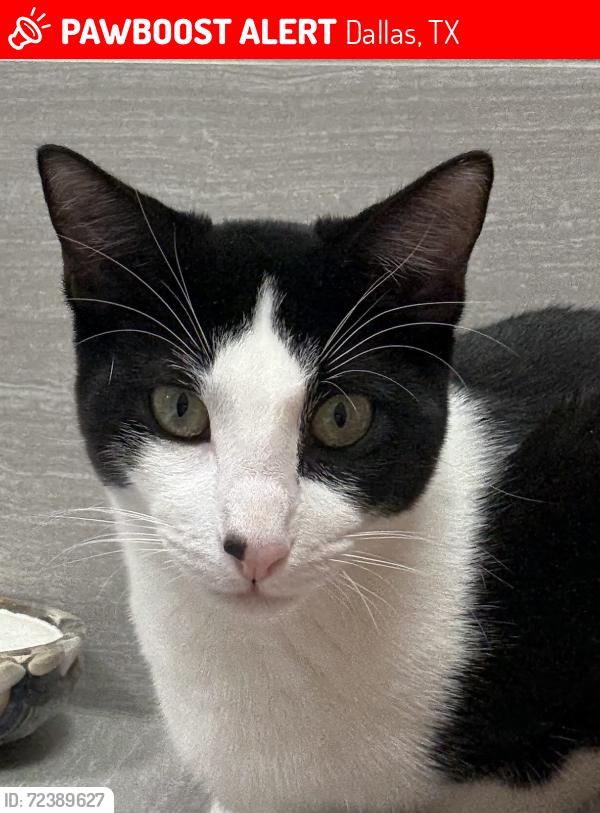 Lost Female Cat last seen Hillcrest and Campbell , Dallas, TX 75248