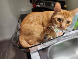Lost Male Cat last seen Near Centre Street, Dallas, TX 75208