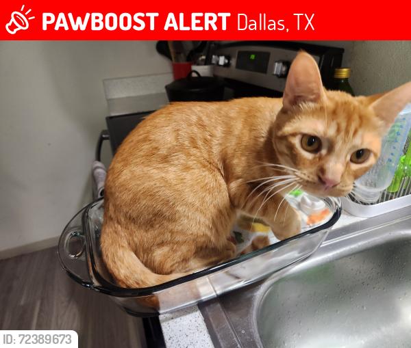 Lost Male Cat last seen Near Centre Street, Dallas, TX 75208