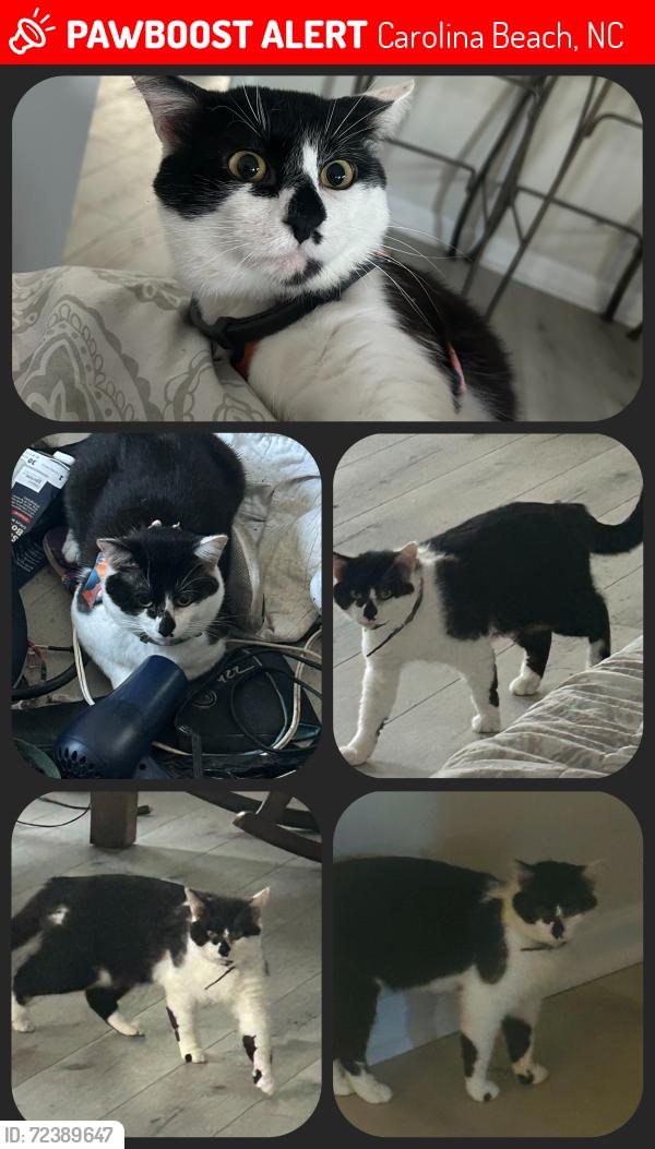 Lost Male Cat last seen back half of Carolina Sands, Carolina Beach, NC 28428