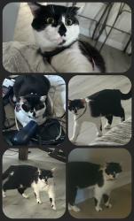 Lost Male Cat last seen back half of Carolina Sands, Carolina Beach, NC 28428
