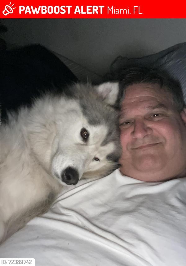 Lost Female Dog last seen Near Opa Lacha, Miami, FL 33168