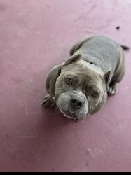 Lost Female Dog last seen Humphrey park, Los Angeles, CA 91331