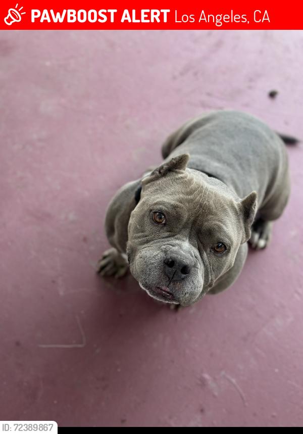 Lost Female Dog last seen Humphrey park, Los Angeles, CA 91331
