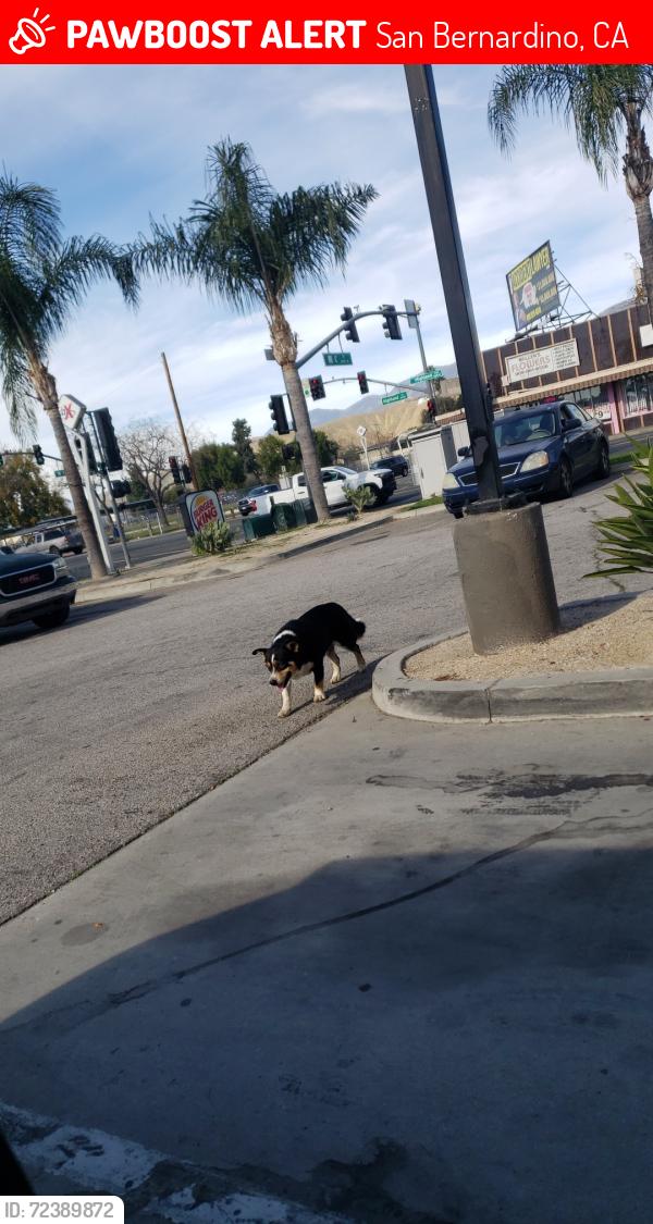 Lost Unknown Dog last seen Burger king, San Bernardino, CA 92405