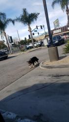 Lost Unknown Dog last seen Burger king, San Bernardino, CA 92405