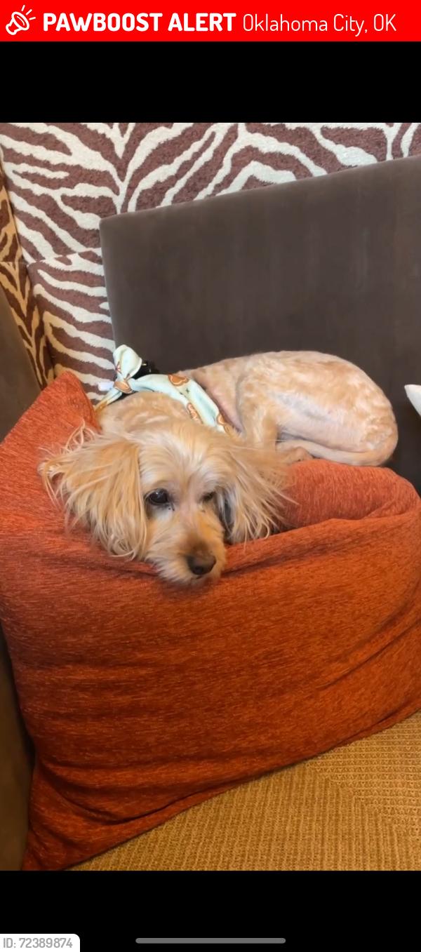 Lost Female Dog last seen 24th and N Lyon St, Oklahoma City, OK 73107