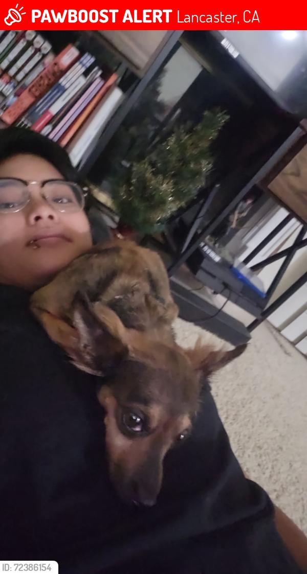 Lost Female Dog last seen Near Berkshire st, Lancaster, CA 93534