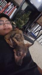 Lost Female Dog last seen Near Berkshire st, Lancaster, CA 93534