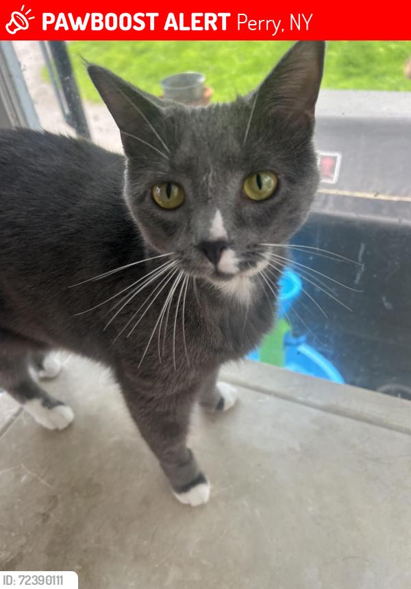 Lost Female Cat last seen South Main St. Perry NY 14530, Perry, NY 14530