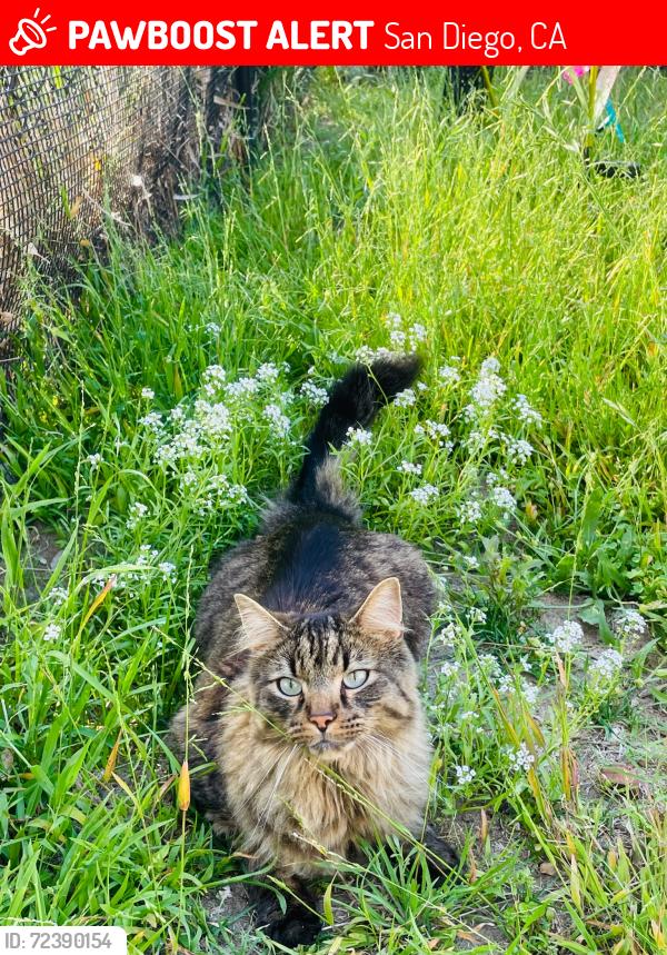 Lost Male Cat last seen Keppler Dr and Orleck St and Tierra Santa blvd, San Diego, CA 92124