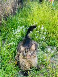 Lost Male Cat last seen Keppler Dr and Orleck St and Tierra Santa blvd, San Diego, CA 92124
