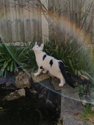 Lost Male Cat last seen Powys Lane, Greater London, England N13 4NU