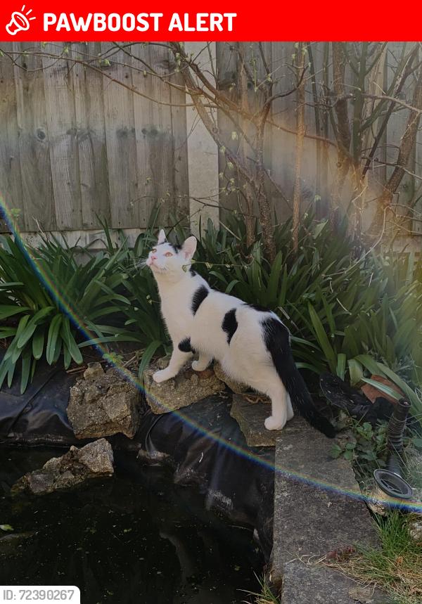 Lost Male Cat last seen Powys Lane, Greater London, England N13 4NU