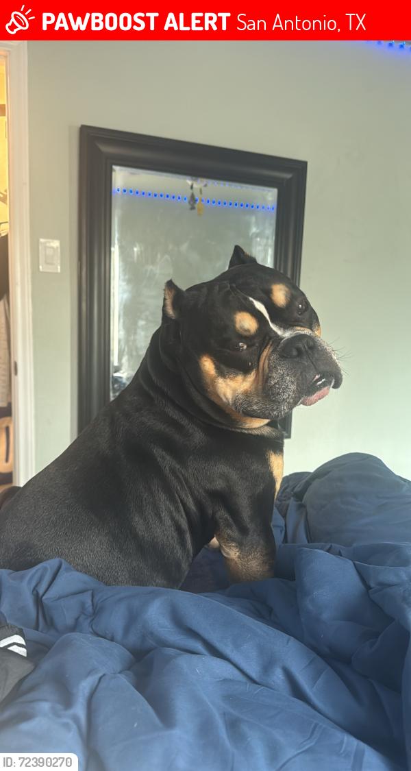 Lost Male Dog last seen Rayburn dr , San Antonio, TX 78211