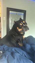 Lost Male Dog last seen Rayburn dr , San Antonio, TX 78211