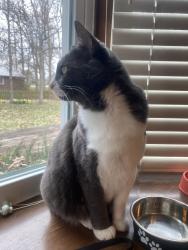 Lost Female Cat last seen Tanger lane & Hague, Indianapolis, IN 46256