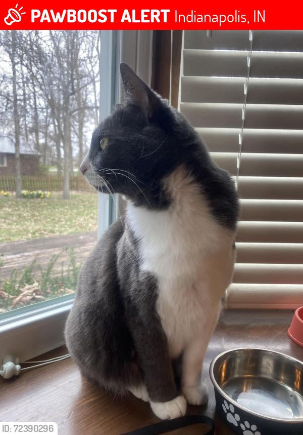 Lost Female Cat last seen Tanger lane & Hague, Indianapolis, IN 46256