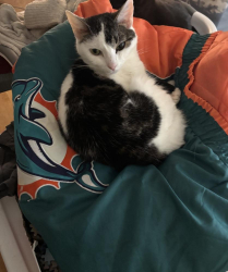 Lost Female Cat last seen Alafaya Palms, Orlando, FL 32826
