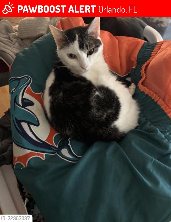 Lost Female Cat last seen Alafaya Palms, Orlando, FL 32826