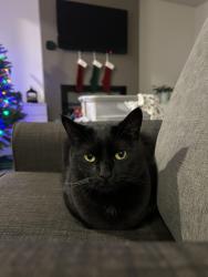 Lost Female Cat last seen Telford rd and palmblad rd, Gresham, OR 97080