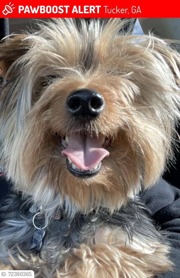 Lost Male Dog last seen Wynsley Way and Cofer Cir, Tucker, GA 30084