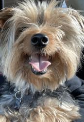 Lost Male Dog last seen Wynsley Way and Cofer Cir, Tucker, GA 30084