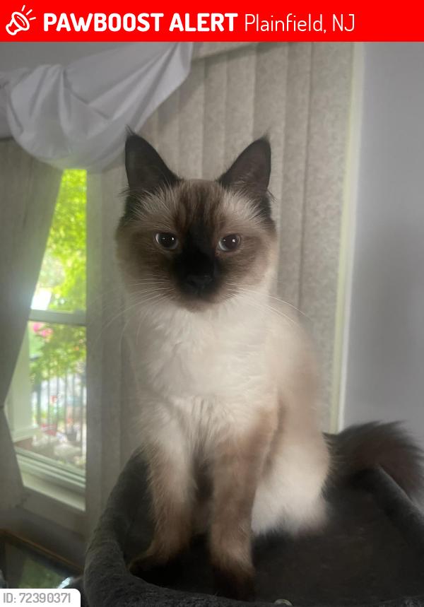 Lost Male Cat last seen Avenida. Sherman Plainfield, Plainfield, NJ 07063