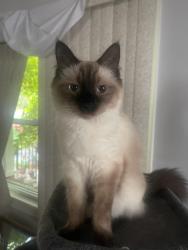 Lost Male Cat last seen Avenida. Sherman Plainfield, Plainfield, NJ 07063
