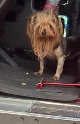 Lost Female Dog last seen Hornlake rd and stateline, Southaven, MS 38671