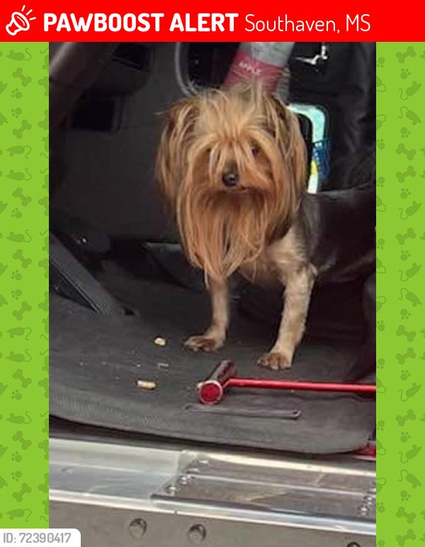 Lost Female Dog last seen Hornlake rd and stateline, Southaven, MS 38671