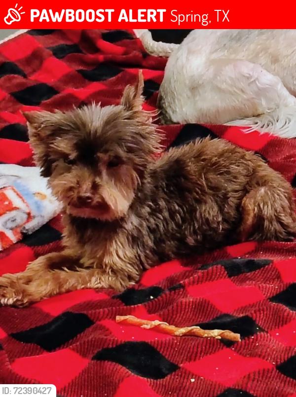 Lost Male Dog last seen Root Rd @ Dowdell, Spring, TX 77389