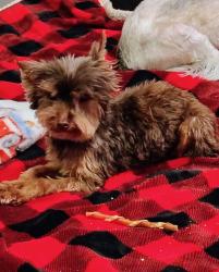 Lost Male Dog last seen Root Rd @ Dowdell, Spring, TX 77389