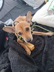 Lost Female Dog last seen 5th and Crocker St, Los Angeles, CA 90013