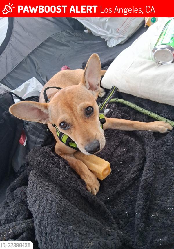 Lost Female Dog last seen 5th and Crocker St, Los Angeles, CA 90013