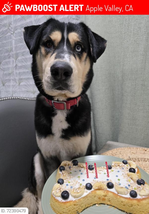 Lost Male Dog last seen Jelan Ave & Osage rd, Apple Valley, CA 92307