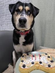 Lost Male Dog last seen Jelan Ave & Osage rd, Apple Valley, CA 92307